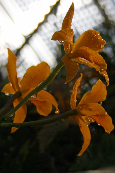 Linz (Bot. Garten)_9682.jpg